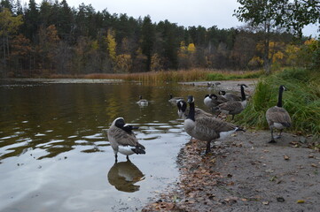 Beautiful yellow, orange and red autumn colors during fall in Sweden