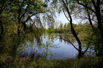 Landschaft in der Nordheimer Au an der Weininsel, Weinort Nordheim am Main, Unterfanken, Franken, Bayern, Deutschland