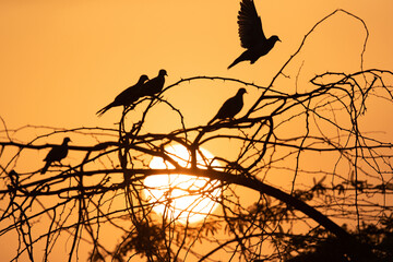 Collard Doves in the morning hours on tree at sunrise, Bahrain