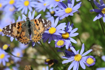 butterfly on flower