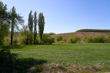 Landschaft in der Nordheimer Au an der Weininsel, Weinort Nordheim am Main, Unterfanken, Franken, Bayern, Deutschland