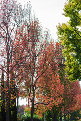 Fototapeta premium Autumn Leaves tree