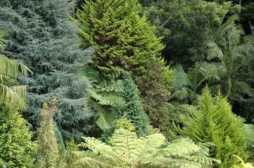 Beautiful green trees in the forest