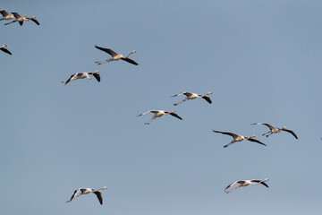 Greater Flamingos in flight at Tubli bay, Bahrain