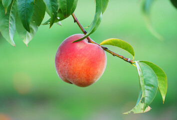 close up on fresh peaches on the branch
