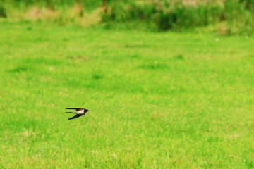 Swift is flying over green grass