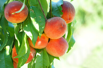 close up on fresh peaches on the branch