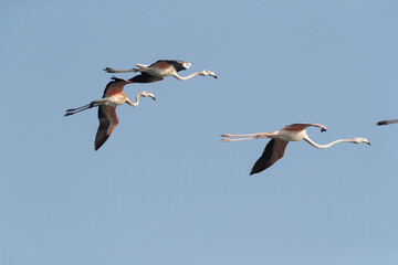 Greater Flamingos flying at Tubli bay, Bahrain