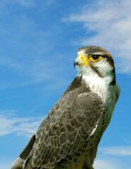 Lanner Falcon