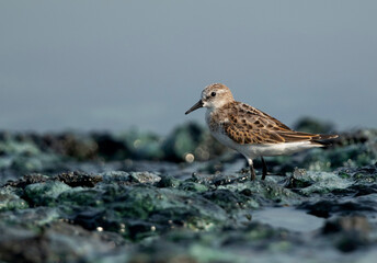 Little Stint at tubli bay, Bahrain