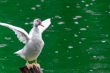 white duck Flapping its wings on wooden pole, green waters