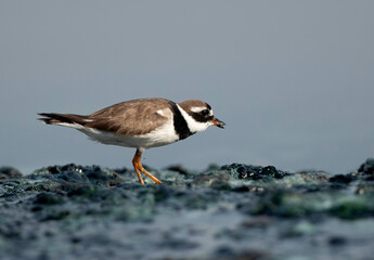 Little ringed plover feeding at Tubli bay, Bahrain