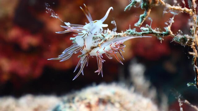 nudibranch flabellina nudi branch nudybranch  underwater slug ocean scenery