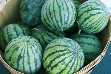 watermelon in container in farm harvest season