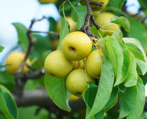 close up on yellow Asian pear on the tree