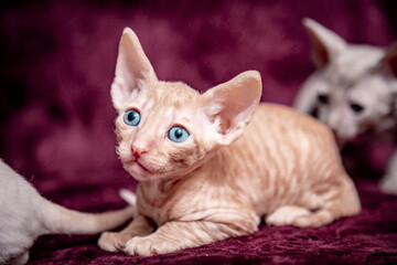 Fototapeta na wymiar Cornish Rex kitten on a velvet, crimson background.