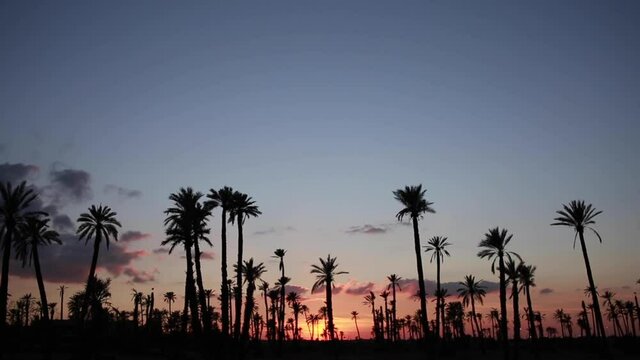 Nightfall in the desert surrounded by palm trees. Concept of travel.