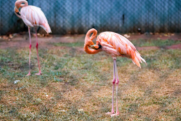 Greater Flamingo Cleans his feathers in birds park.