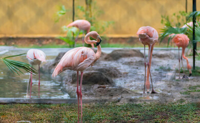 Obraz premium Flock of Greater Flamingo birds near pond Resting and searching food in water