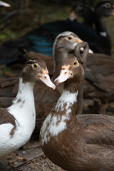 Duck nature