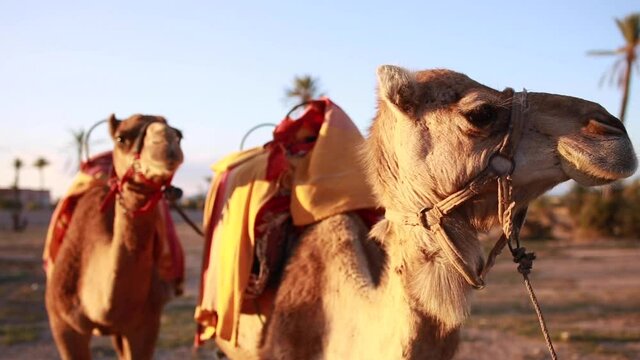 Close-up of the camel's head in the desert Concept of travel.