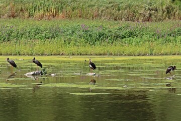 Vier Schwarzstörche (Ciconia nigra) am Edersee