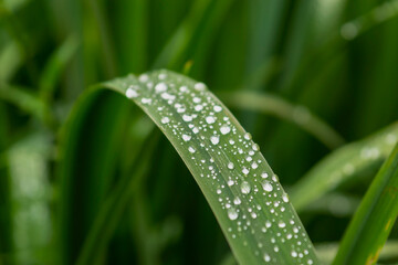 Raindrops on green long leaves. Water drops on green leaves.