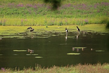 Vier Schwarzstörche (Ciconia nigra) am Edersee
