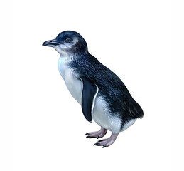 The white-flippered penguin (Eudyptula minor albosignata) © Liliya