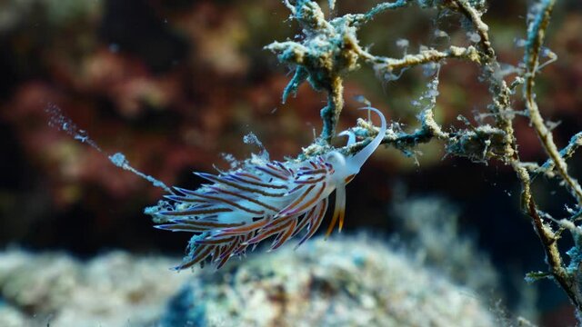 nudibranch flabellina nudi branch nudybranch  underwater slug ocean scenery