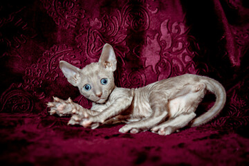Cornish Rex kitten on a velvet, crimson background.