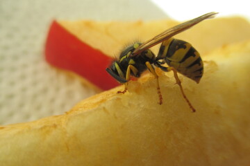 Wespe 1