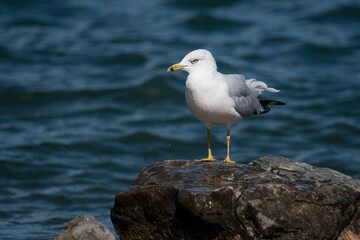 seagull on rock
