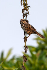 Common House Sparrow clings tightly to branch while taking a mouthful of seed as overflow spills out his beak.