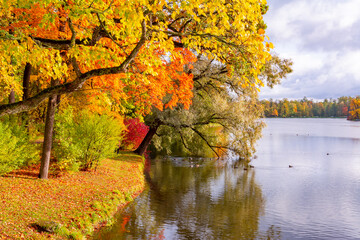 Autumn foliage and Grand pond in Catherine park, Pushkin (Tsarskoe Selo), Saint Petersburg, Russia