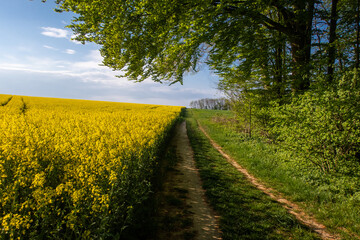 Rapsfeld in der Bl&uuml;te