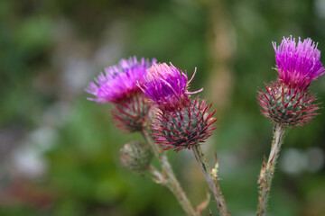 Medicinal herb burdock Arctium lappa, blooming violet flowers. soft background