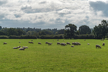 Obraz premium Sheep and lamb in the field
