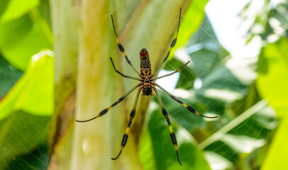 araña