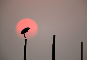 Silhouette of Grey heron during sunset at Busiateen coast, Bahrain