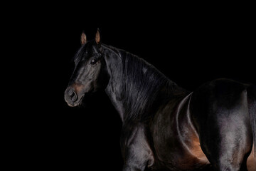 Fototapeta na wymiar Big strong black horse head isolated on black