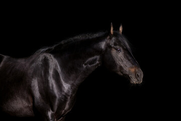 Obraz na płótnie Canvas Black horse head close up isolated on black background