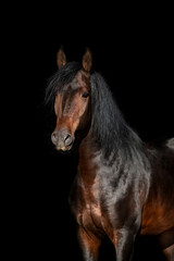 Beautiful bay horse portrait isolated on black background