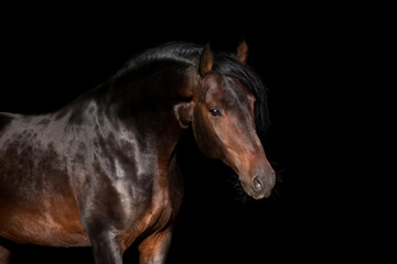Brown horse close up isolated on black background