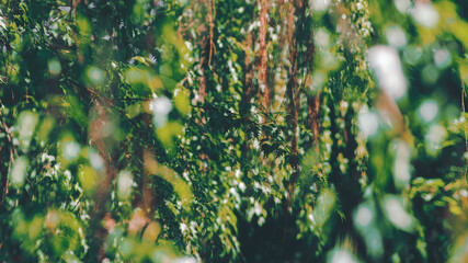 Green leaves with bokeh 