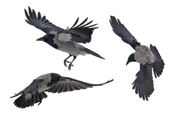 Fototapeta premium duże pojedyncze latające trzy szare wrony
