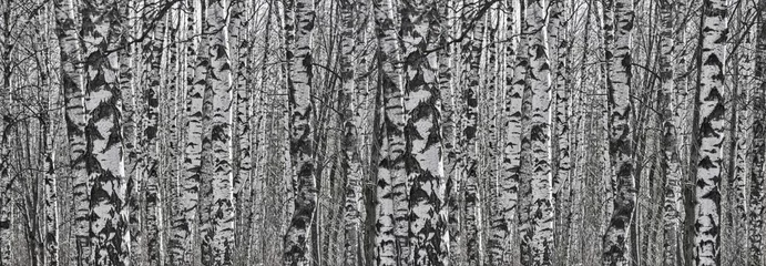 Poster birch tree trunks white and black stripe © Alexander Potapov