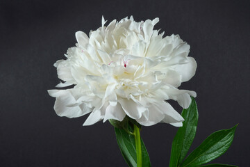 White peony flower on a black background.