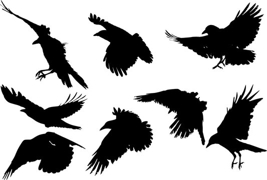 set of eight crow silhouettes isolated on white