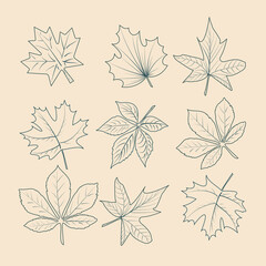 Different hand drawn tree leaves set collection